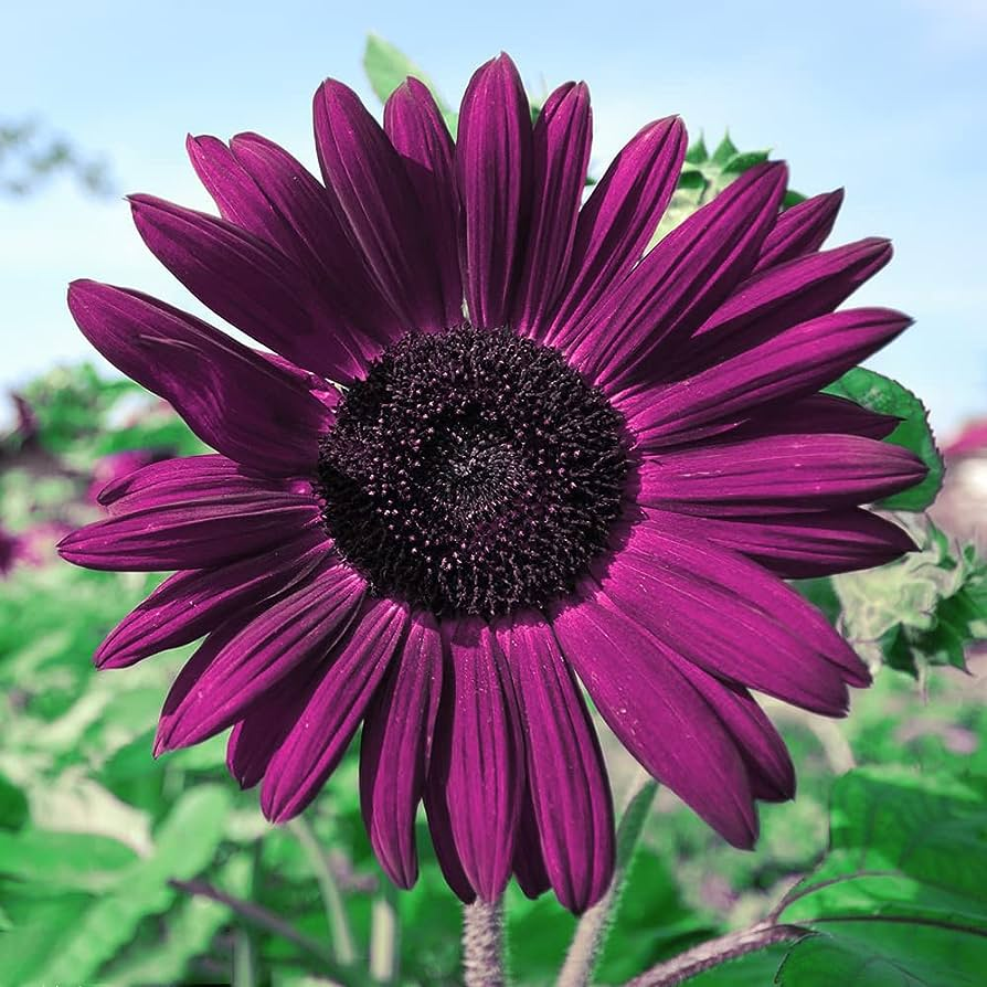 Purple Giant Sunflower Seeds Sun Flower Rare Plant Garden