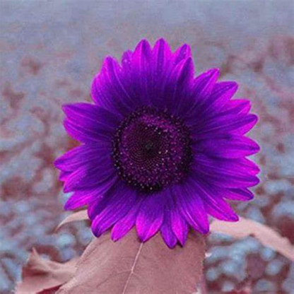 Purple Giant Sunflower Seeds Sun Flower Rare Plant Garden