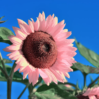 Pink Sunflower Beautiful Gorgeous Colour Shine Rare Flowers