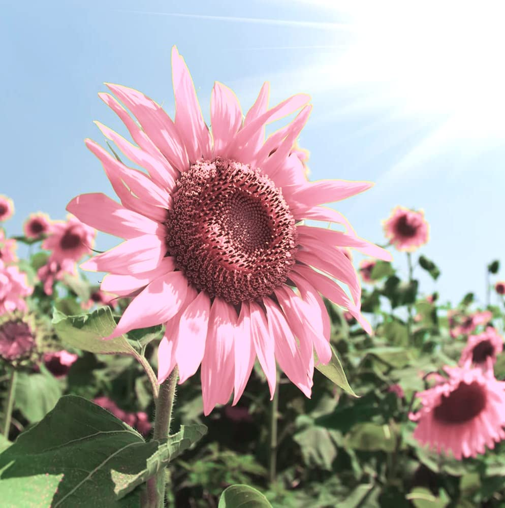 Pink Sunflower Beautiful Gorgeous Colour Shine Rare Flowers