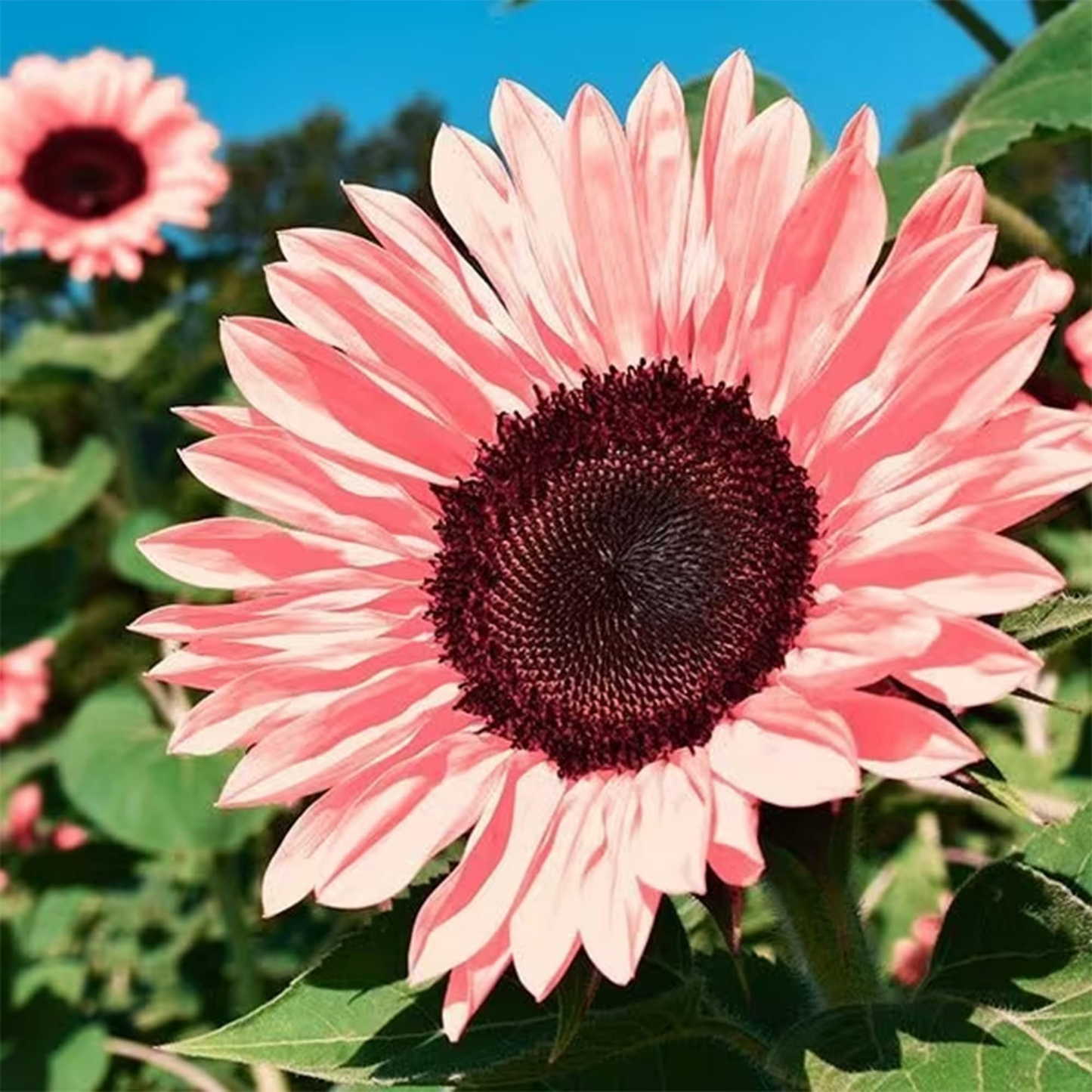 Pink Sunflower Beautiful Gorgeous Colour Shine Rare Flowers