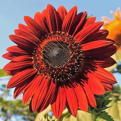 Red Sunflower Seeds, beautiful colors, fun and easy to grow, gift idea, birthday present, fast shipping