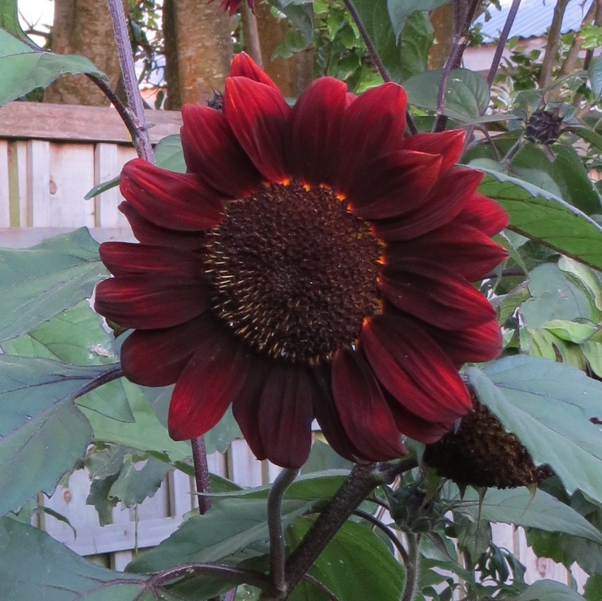 Red Sunflower Seeds, beautiful colors, fun and easy to grow, gift idea, birthday present, fast shipping