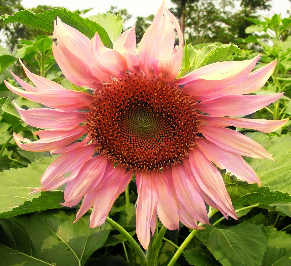 Pink Sunflower Beautiful Gorgeous Colour Shine Rare Flowers