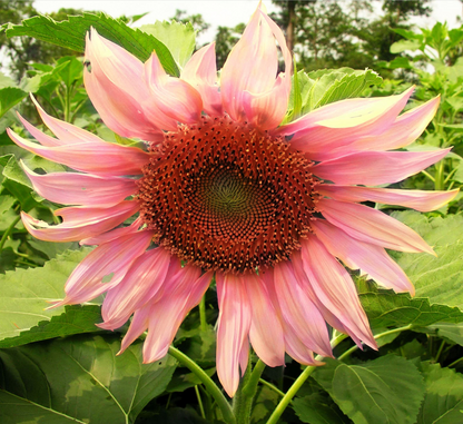 Pink Sunflower Beautiful Gorgeous Colour Shine Rare Flowers