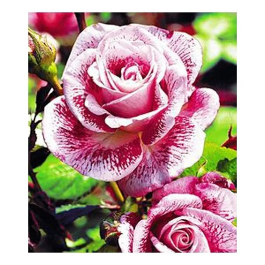 Red white roses - meteor shower roses seeds