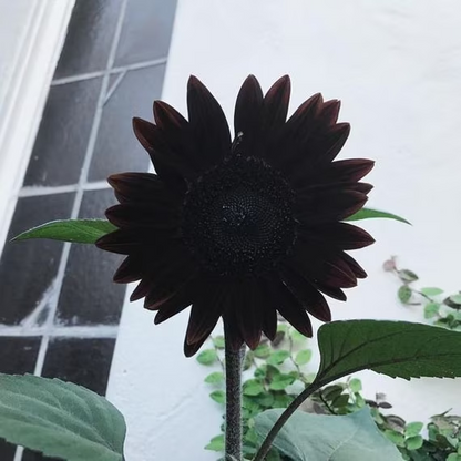 Rare color black sunflower Seeds Plants Garden Planting Colorful Rare Bonsai