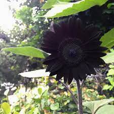 Rare color black sunflower Seeds Plants Garden Planting Colorful Rare Bonsai