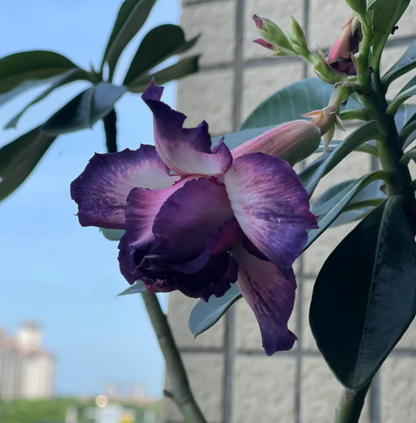 Purple Desert Rose Seeds