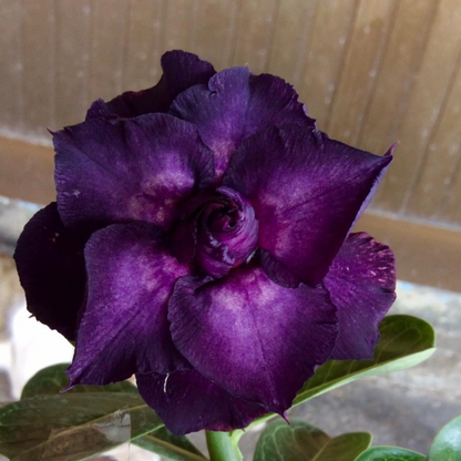 Purple Desert Rose Seeds