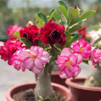 Mixed Color Desert Rose Seeds