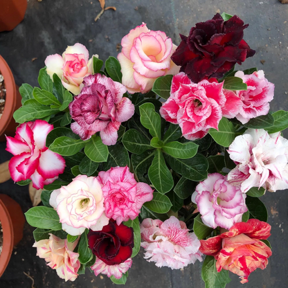 Mixed Color Desert Rose Seeds