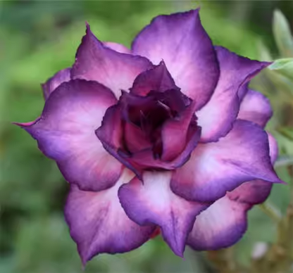 Purple Desert Rose Seeds