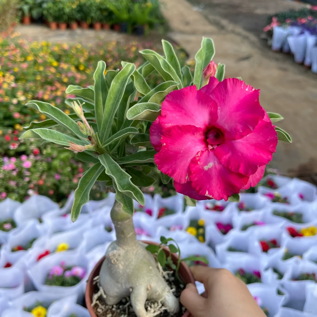 Bright Red🌹Desert Rose Seeds