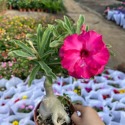 Bright Red🌹Desert Rose Seeds