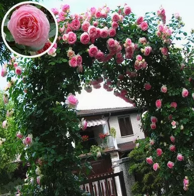 56% OFF✨100 Pcs Rare Climbing Rose Seeds🌹