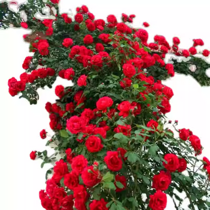 56% OFF✨100 Pcs Rare Climbing Rose Seeds🌹