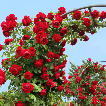 56% OFF✨100 Pcs Rare Climbing Rose Seeds🌹