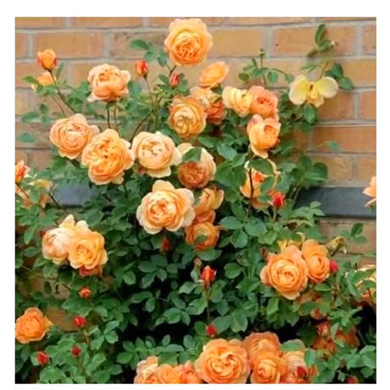 56% OFF✨100 Pcs Rare Climbing Rose Seeds🌹