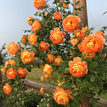 56% OFF✨100 Pcs Rare Climbing Rose Seeds🌹