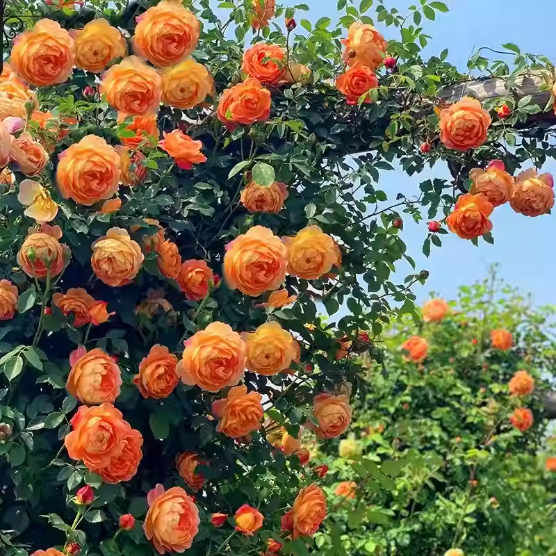 56% OFF✨100 Pcs Rare Climbing Rose Seeds🌹