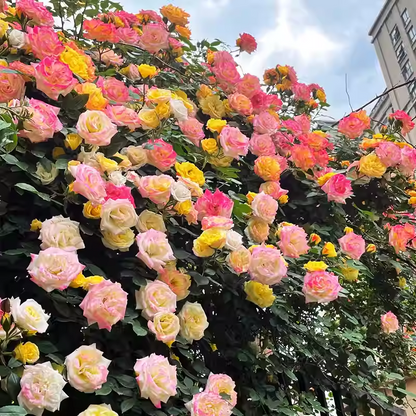 56% OFF✨100 Pcs Rare Climbing Rose Seeds🌹