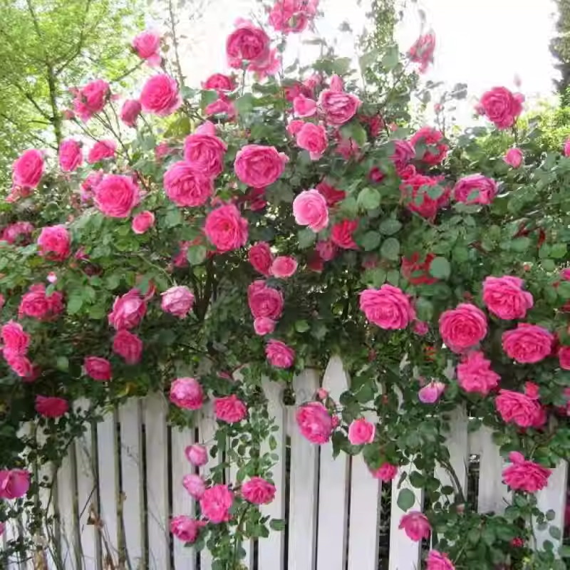 56% OFF✨100 Pcs Rare Climbing Rose Seeds🌹