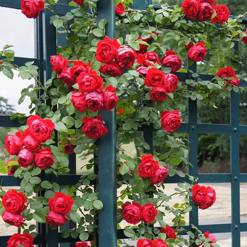 56% OFF✨100 Pcs Rare Climbing Rose Seeds🌹