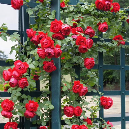 56% OFF✨100 Pcs Rare Climbing Rose Seeds🌹