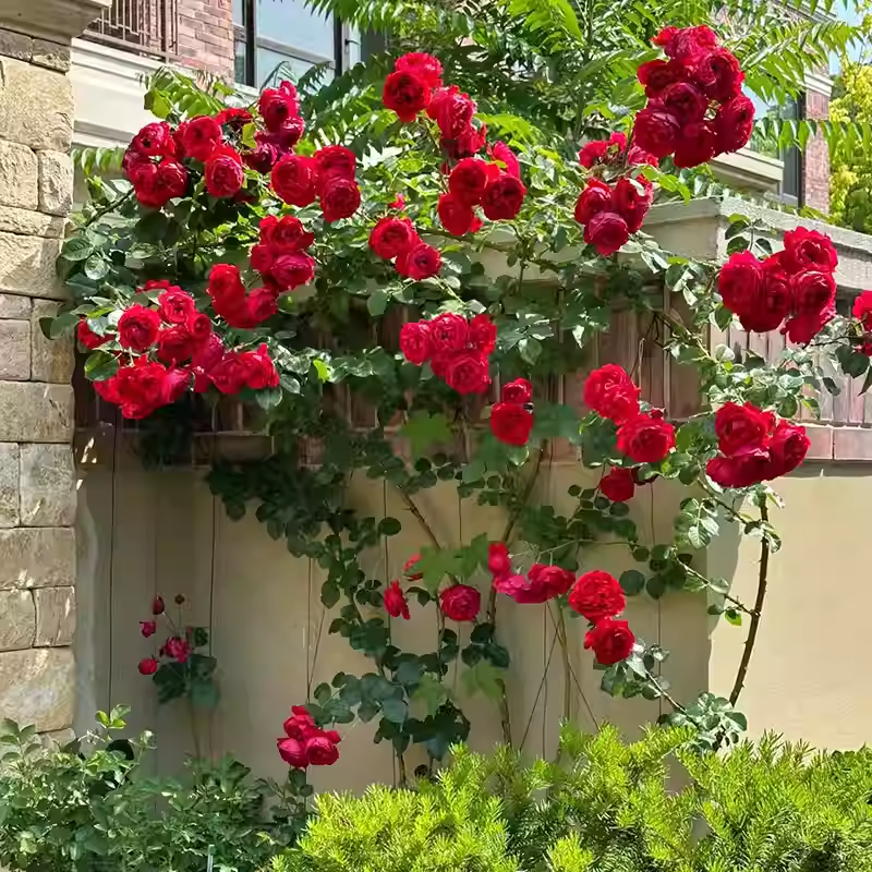 Red Climbing Rose Seeds