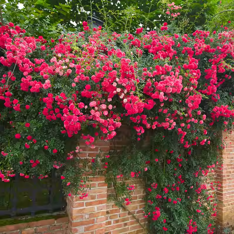 56% OFF✨100 Pcs Rare Climbing Rose Seeds🌹