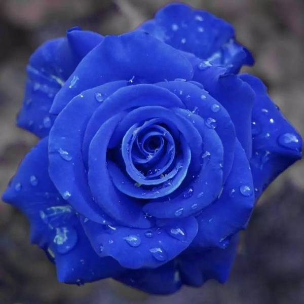 💥53% OFF 💙Blue Enchantress Mix Blue Rose Seeds✨