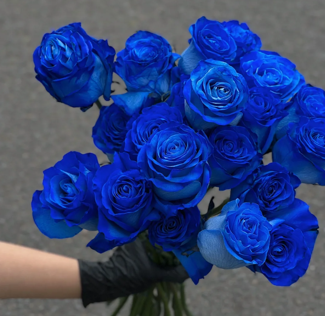 💥53% OFF 💙Blue Enchantress Mix Blue Rose Seeds✨