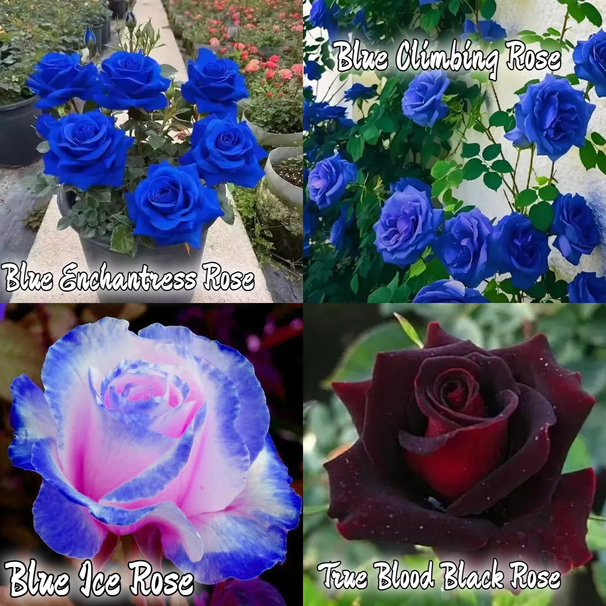 💥53% OFF 💙Blue Enchantress Mix Blue Rose Seeds✨