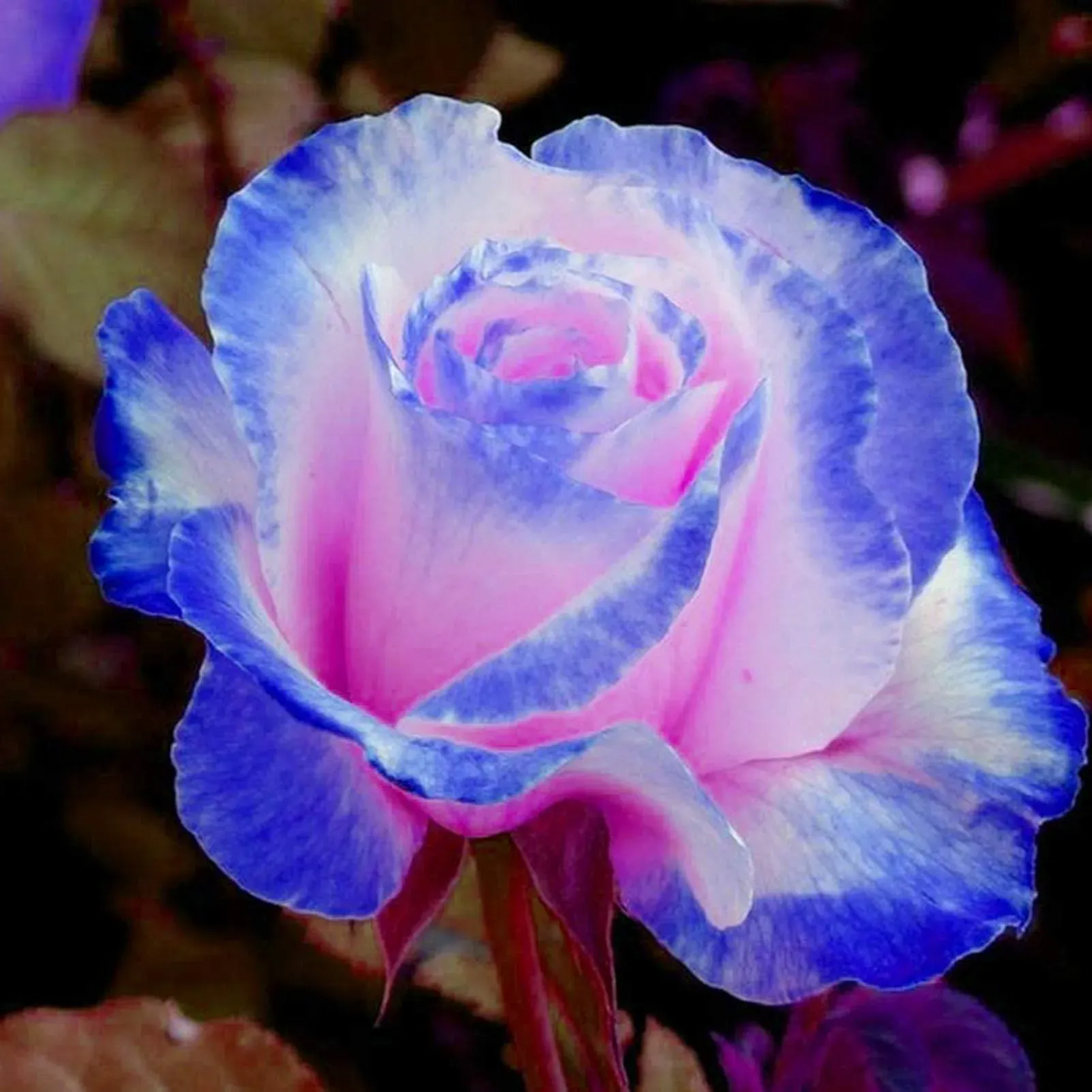 💥53% OFF 💙Blue Enchantress Mix Blue Rose Seeds✨