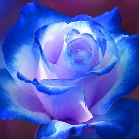 💥53% OFF 💙Blue Enchantress Mix Blue Rose Seeds✨