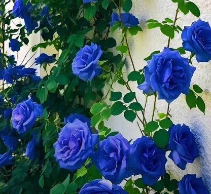 💥53% OFF 💙Blue Enchantress Mix Blue Rose Seeds✨