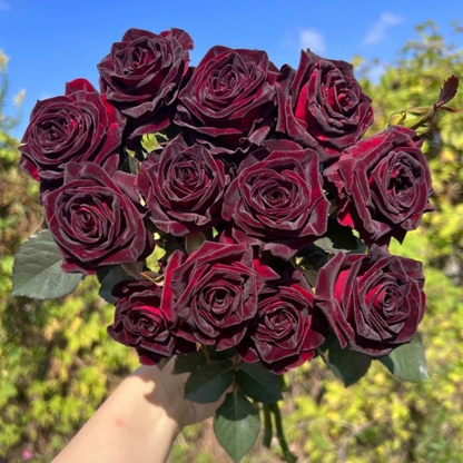 Velvet Red Black Rose Seeds💖