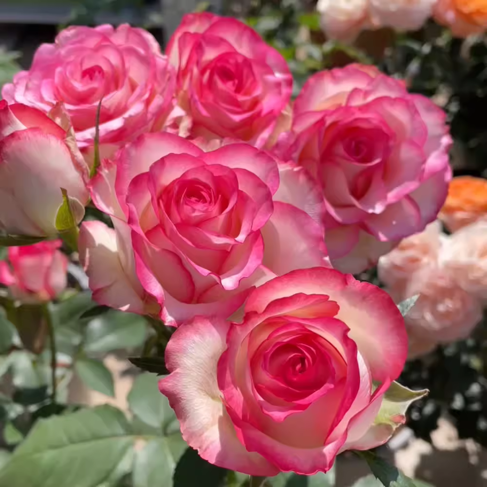 ☀️Elsa Roses Seeds🩷