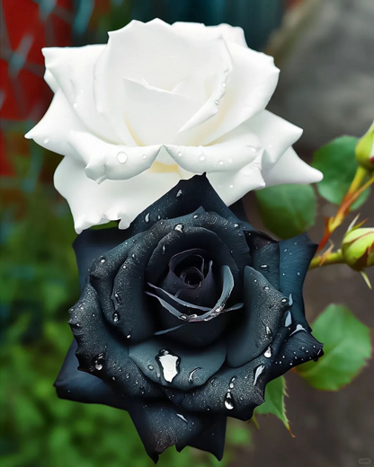 Zebra Pattern Black White Rose Seeds🦓