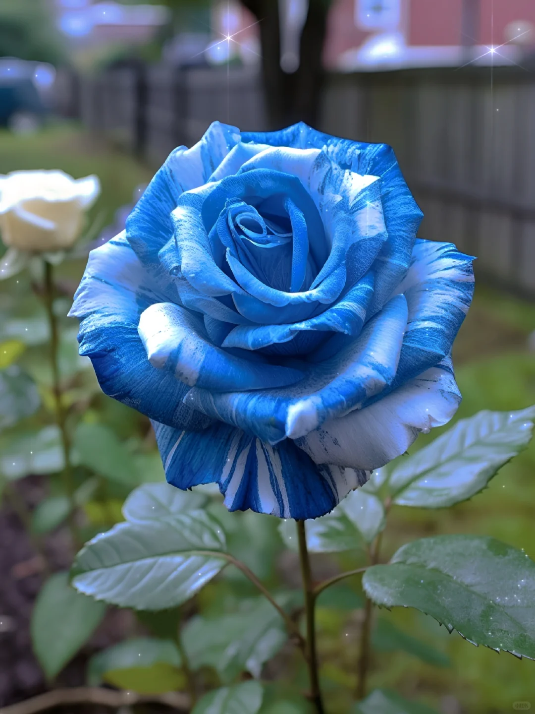 Gradient blue and white rose seeds