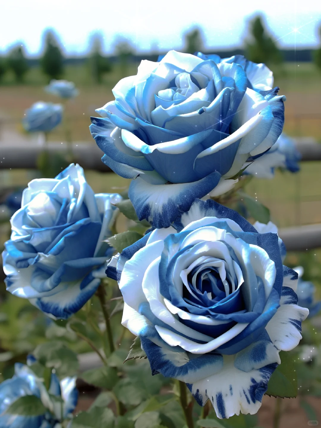 Gradient blue and white rose seeds