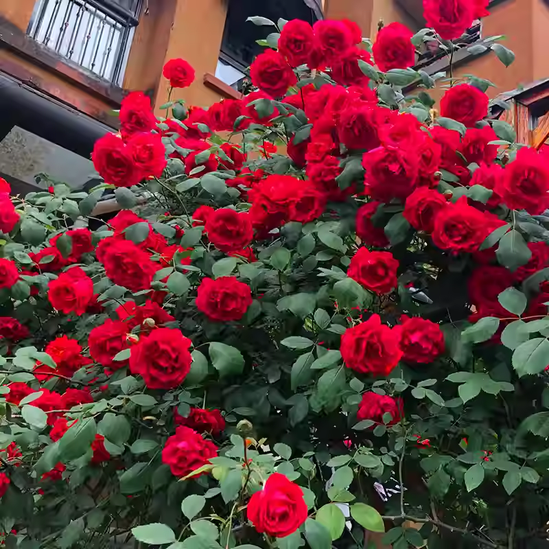 Red Climbing Rose Seeds