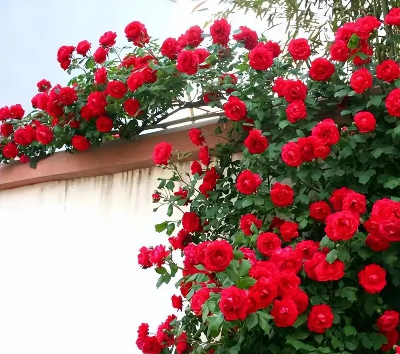 Red Climbing Rose Seeds