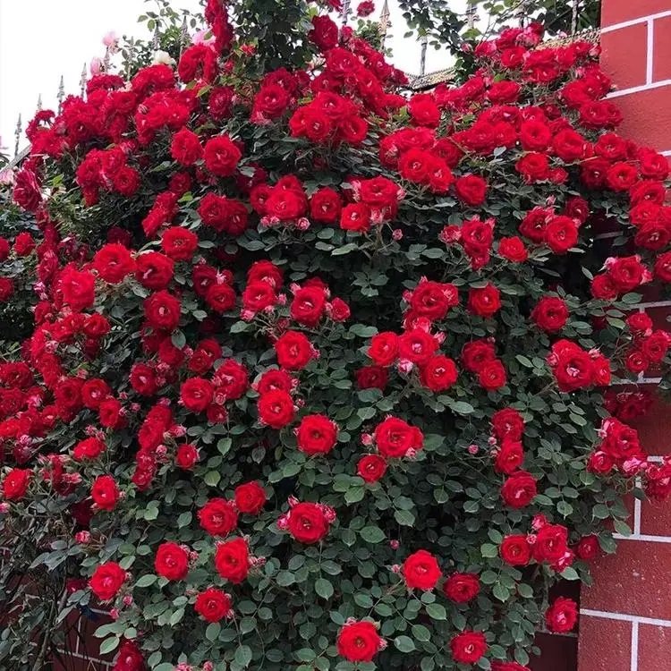 Red Climbing Rose Seeds