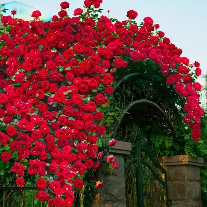 Red Climbing Rose Seeds