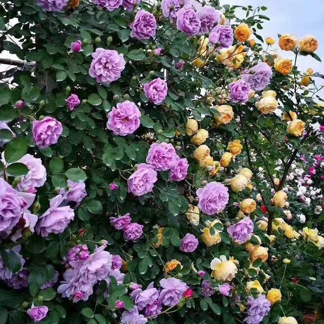 Purple climbing rose seeds