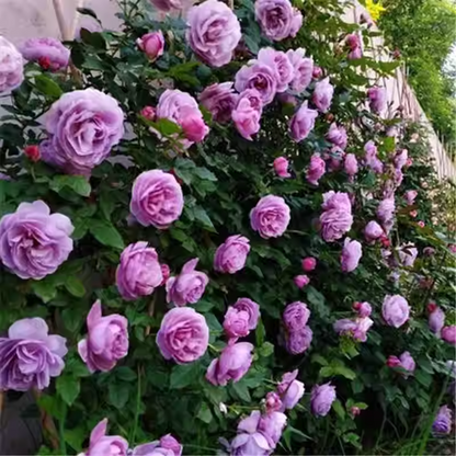 Purple climbing rose seeds