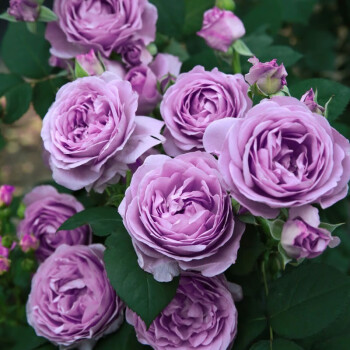 Purple climbing rose seeds