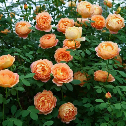 Orange climbing rose seeds